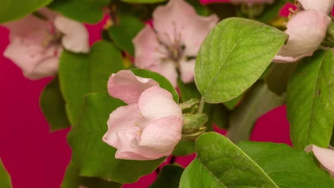 Quince fruit flower blossoming time lapse Stock Footage 229353140