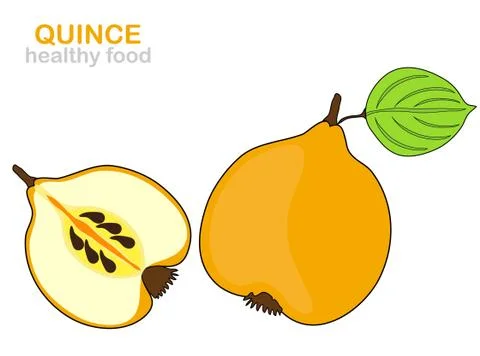 Quince fruit Stock Illustration