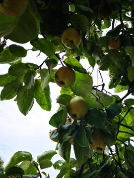 Quince Fruit Foto stock
