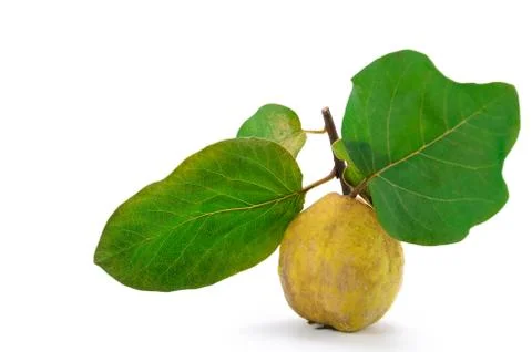 Quince fruit Stock Photos