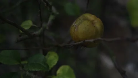 Quince in Fruit Plant close up  Stock Footage 233499433