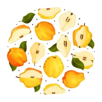 Quince Fruit Round Composition with Ripe Crop Vector Template Stock Illustration