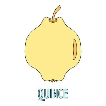 Quince fruit simple line art illustration Stock Illustration