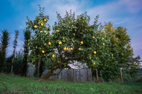 Quince fruit tree in backyard Stock Photos