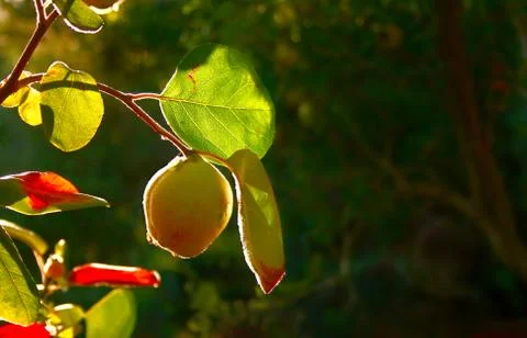 Quince fruit on tree Stock Photos
