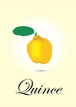 Quince Stock Illustration