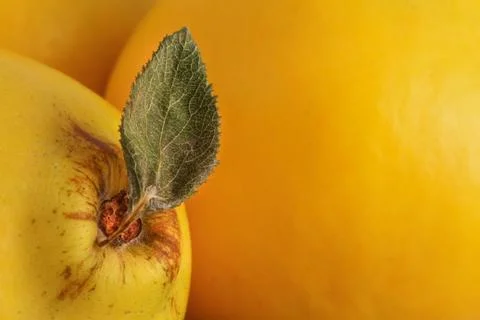 Quince macro Stock Photos