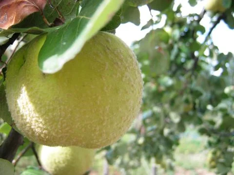 Quince 写真素材
