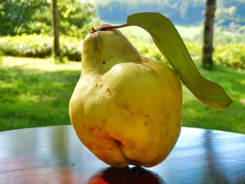 Quince Stock Photos
