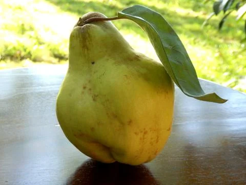 Quince Stock Photos