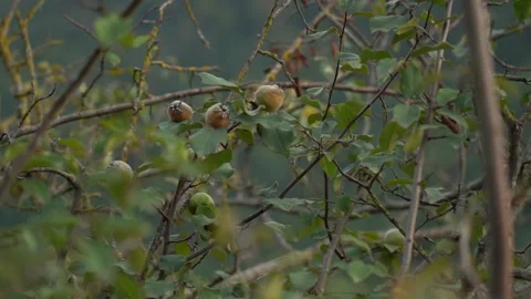 Quince Tree and Branches 스톡 동영상 236610354