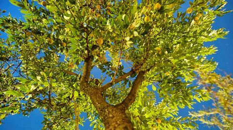 Quince tree from below during nighttime Stock Photos