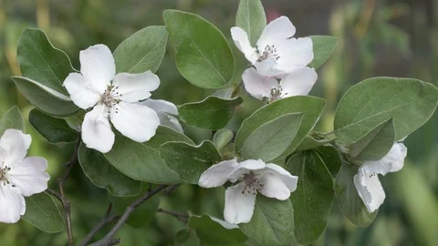 Quince tree blossom in spring. Vidéo 123254349