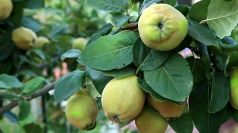 Quince tree branch 2 Stock Footage 54566374