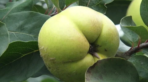 Quince tree, branch with fruit - close up Stock Footage 31739856