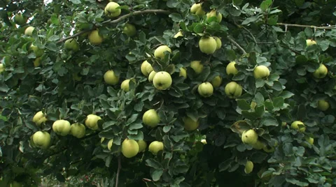 Quince tree, branch with fruit + pan Видео 31742862