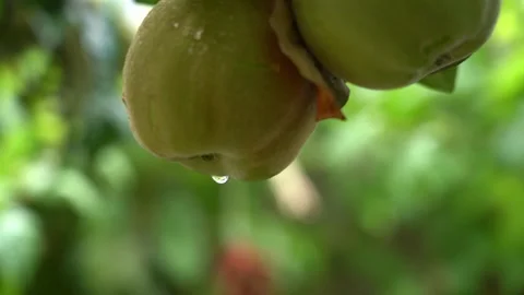 Quince Tree Branch with raindrops Stock Footage 248830905