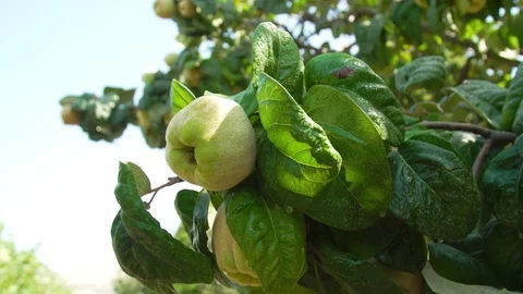 Quince on the tree Vidéo 95977996