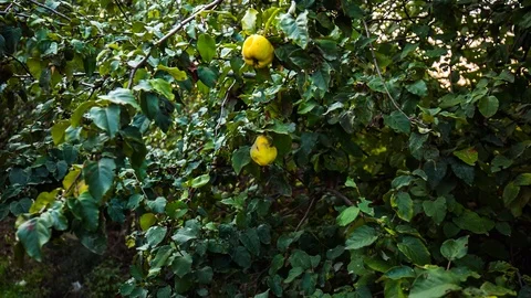 Quince tree Stock Footage 96211726