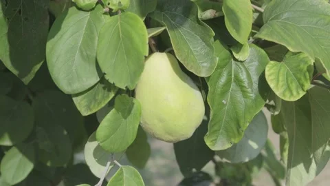 Quince on tree Stock Footage