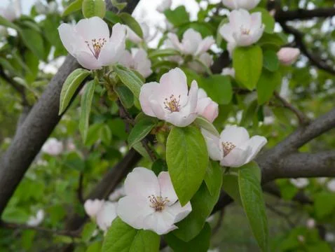Quince tree in the garden Stock Photos
