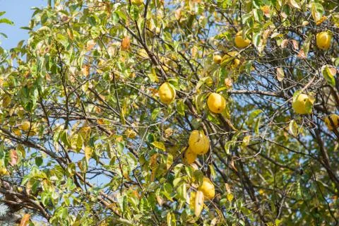 Quince on a tree Stock Photos