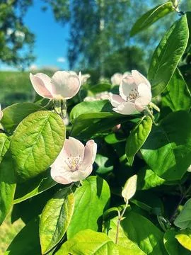 Quince tree Stock Photos