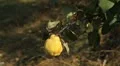 Quince Tree, Pomaceous, Fruits Orchard, Ecological Farmer, Organic Horticulture HD Footage