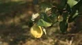 Quince Tree, Pomaceous, Fruits Orchard, Ecological Farmer, Organic Horticulture HD Footage