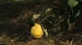 Quince Tree, Pomaceous, Fruits Orchard, Ecological Farmer, Organic Horticulture HD Footage