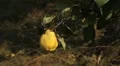 Quince Tree, Pomaceous, Fruits Orchard, Ecological Farmer, Organic Horticulture HD Footage