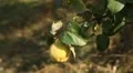 Quince Tree, Pomaceous, Fruits Orchard, Ecological Farmer, Organic Horticulture HD Footage