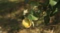 Quince Tree, Pomaceous, Fruits Orchard, Ecological Farmer, Organic Horticulture HD Footage