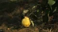 Quince Tree, Pomaceous, Fruits Orchard, Ecological Farmer, Organic Horticulture HD Footage