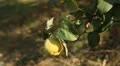 Quince Tree, Pomaceous, Fruits Orchard, Ecological Farmer, Organic Horticulture HD Footage