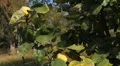 Quince Tree, Pomaceous, Fruits Orchard, Ecological Farmer, Organic Horticulture HD Footage