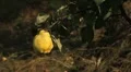 Quince Tree, Pomaceous, Fruits Orchard, Ecological Farmer, Organic Horticulture HD Footage