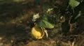 Quince Tree, Pomaceous, Fruits Orchard, Ecological Farmer, Organic Horticulture HD Footage