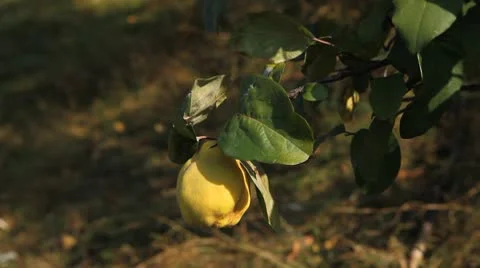 Quince Tree, Pomaceous, Fruits Orchard, Ecological Farmer, Organic Horticulture Stock Footage