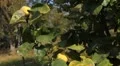 Quince Tree, Pomaceous, Fruits Orchard, Ecological Farmer, Organic Horticulture HD Footage