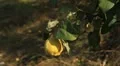 Quince Tree, Pomaceous, Fruits Orchard, Ecological Farmer, Organic Horticulture HD Footage
