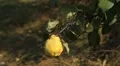 Quince Tree, Pomaceous, Fruits Orchard, Ecological Farmer, Organic Horticulture HD Footage