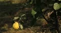 Quince Tree, Pomaceous, Fruits Orchard, Ecological Farmer, Organic Horticulture HD Footage