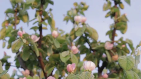Quince Tree in Spring. White Pink Flowers Blooms. Stock Footage 76439050