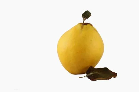 Quince White Background Stock Photos
