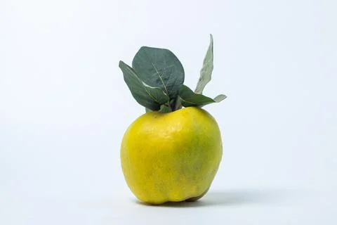 Quince on a white background Stock Photos