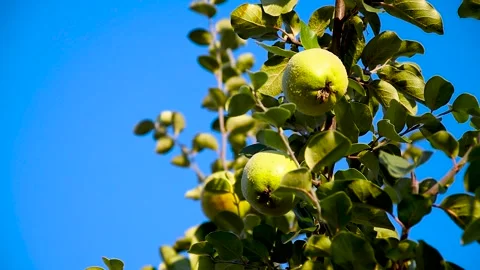 Quinces grow on a tree Stock Footage 161069710