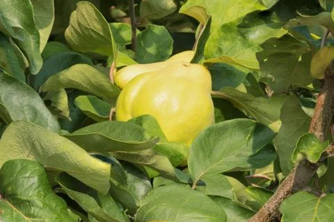 Quinces hanging in a tree Stock Photos