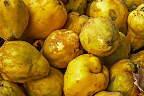 Quinces Stock Photos