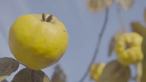 Quinces on the tree. Close up shot. Stock Footage 100803981